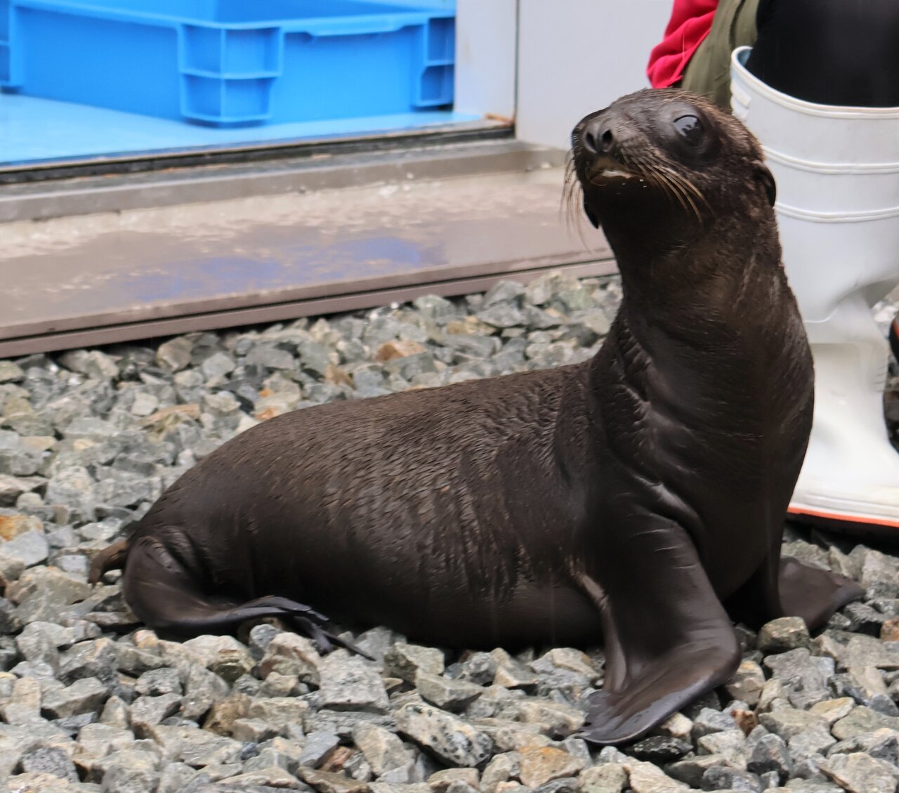 しぐさがかわいいカリフォルニアアシカの赤ちゃん