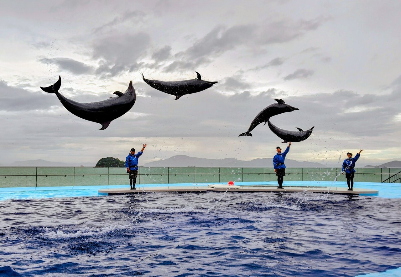 ショーでジャンプを披露するマダライルカ