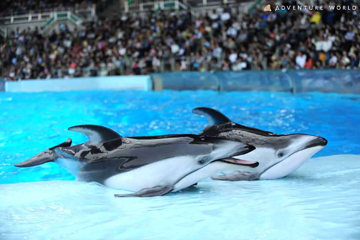 カマイルカ（クジラ目マイルカ科）の名前の由来は、背びれが「鎌」に似ていることから（提供写真）