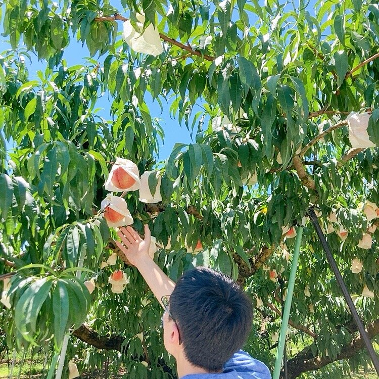 スモーブローキッチン中之島（大阪市北区） 「Peach Afternoon set」（3,800円）