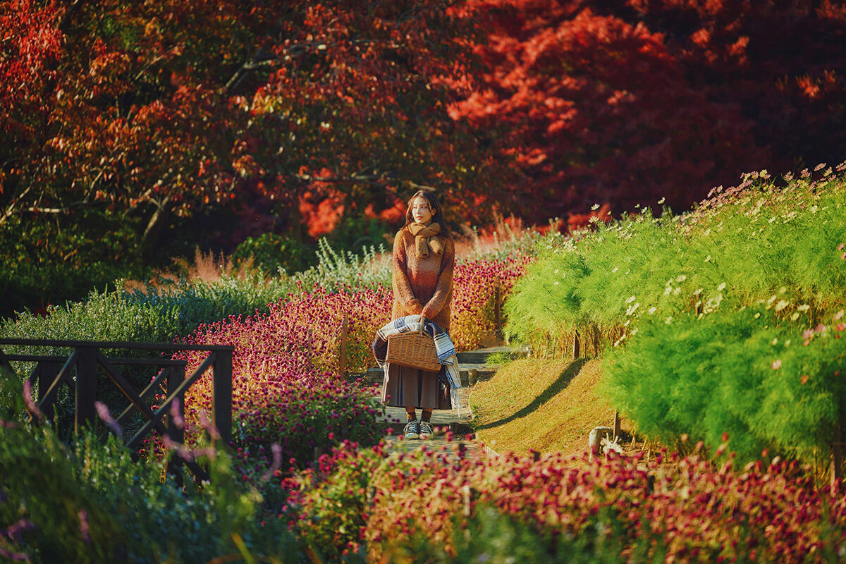 「布引の紅葉」とコスモス畑の絵画のような空間(提供写真)