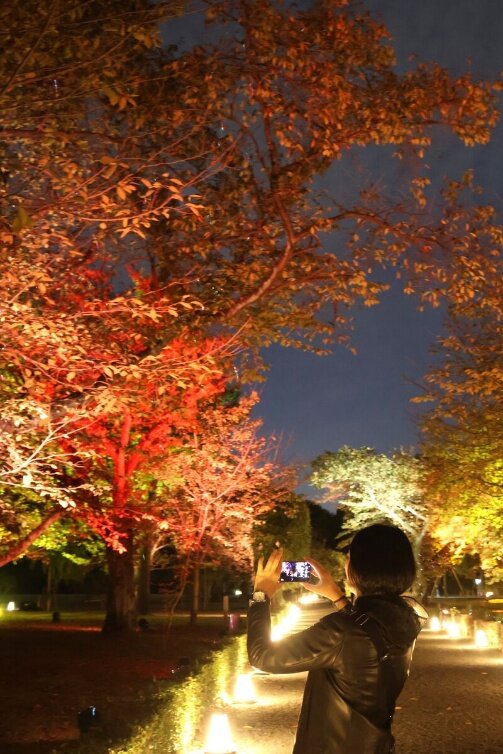 紅葉のライトアップを楽しめる清流園(10月30日撮影、二条城)