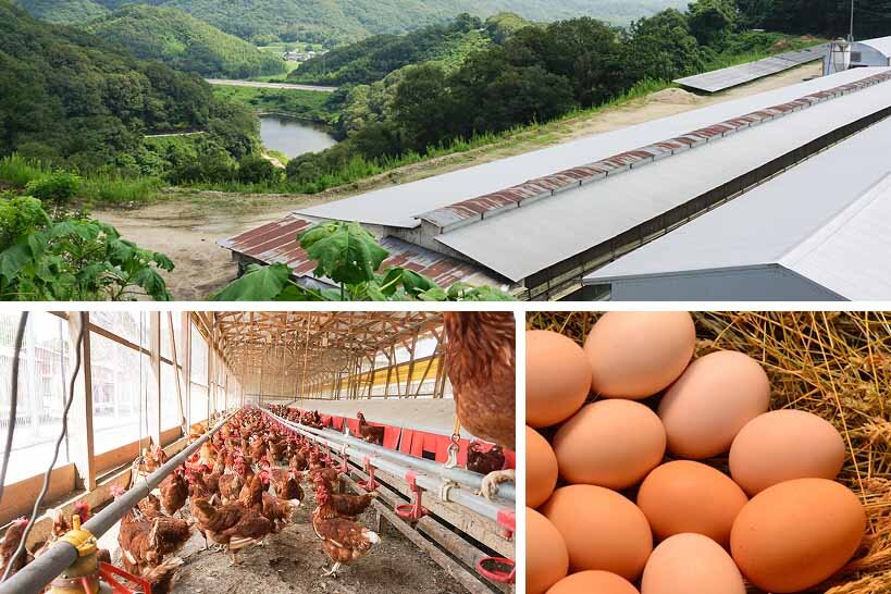 岡山県赤磐市の養鶏場と「カケッコたまご」