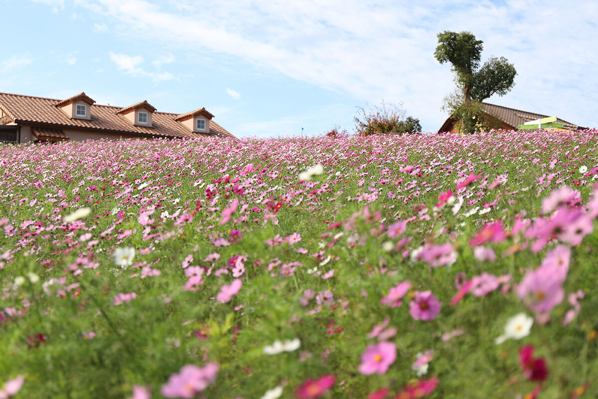 見頃を迎えている「堺・緑のミュージアム ハーベストの丘」（堺市南区）のコスモス（提供写真）