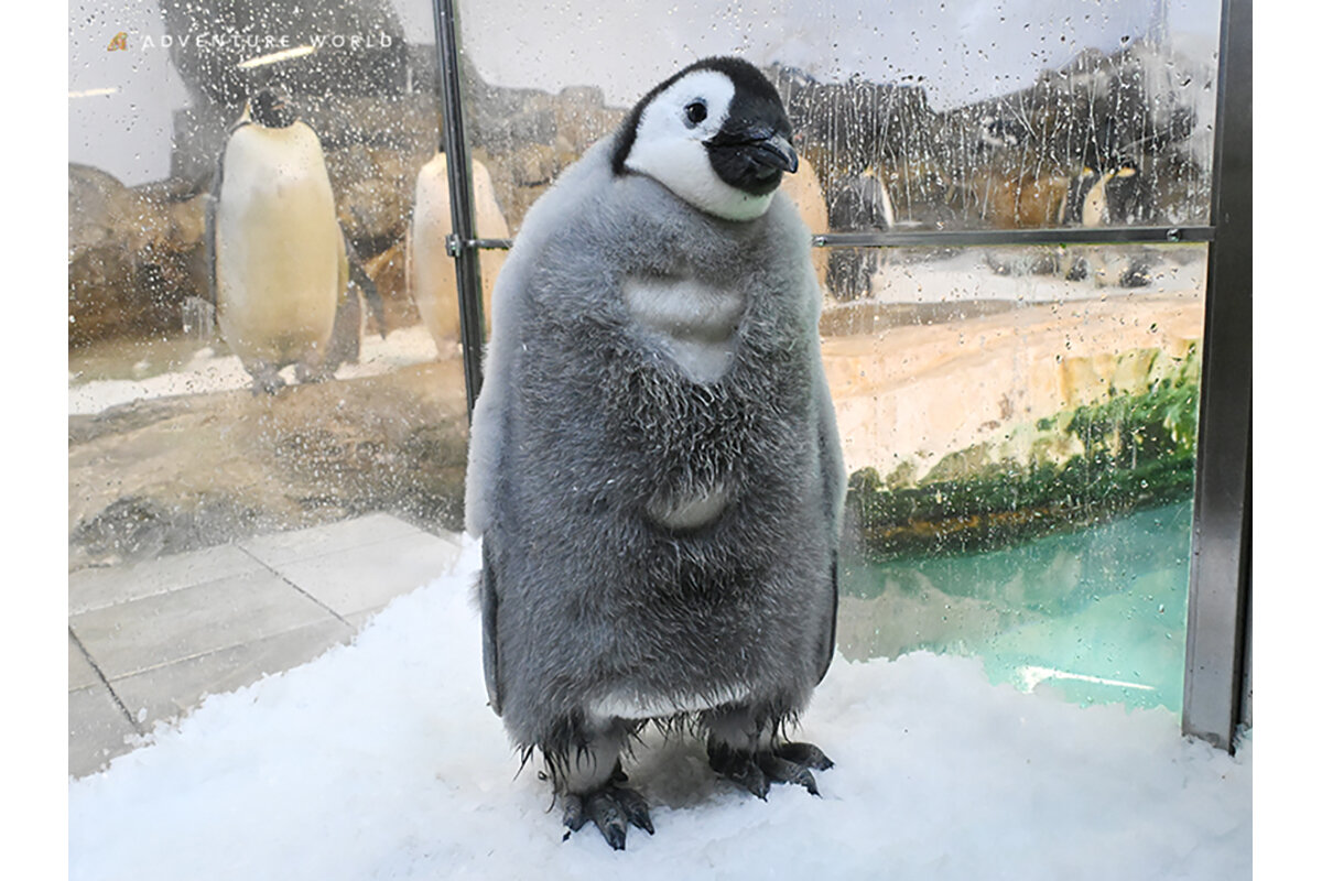 90日齢（2025年12月29日）時点のエンペラーペンギンの赤ちゃん（提供：アドベンチャーワールド）