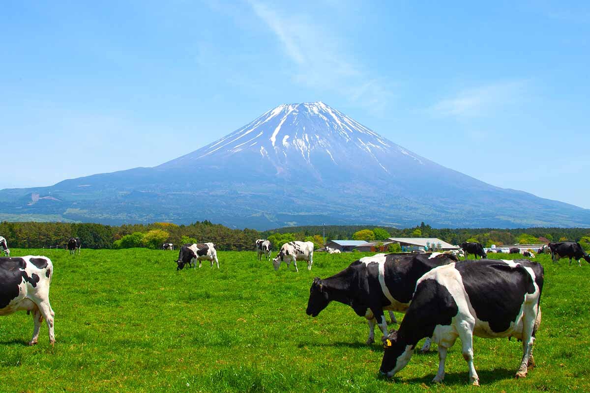 富士山西麓に広がる朝霧高原の牧場