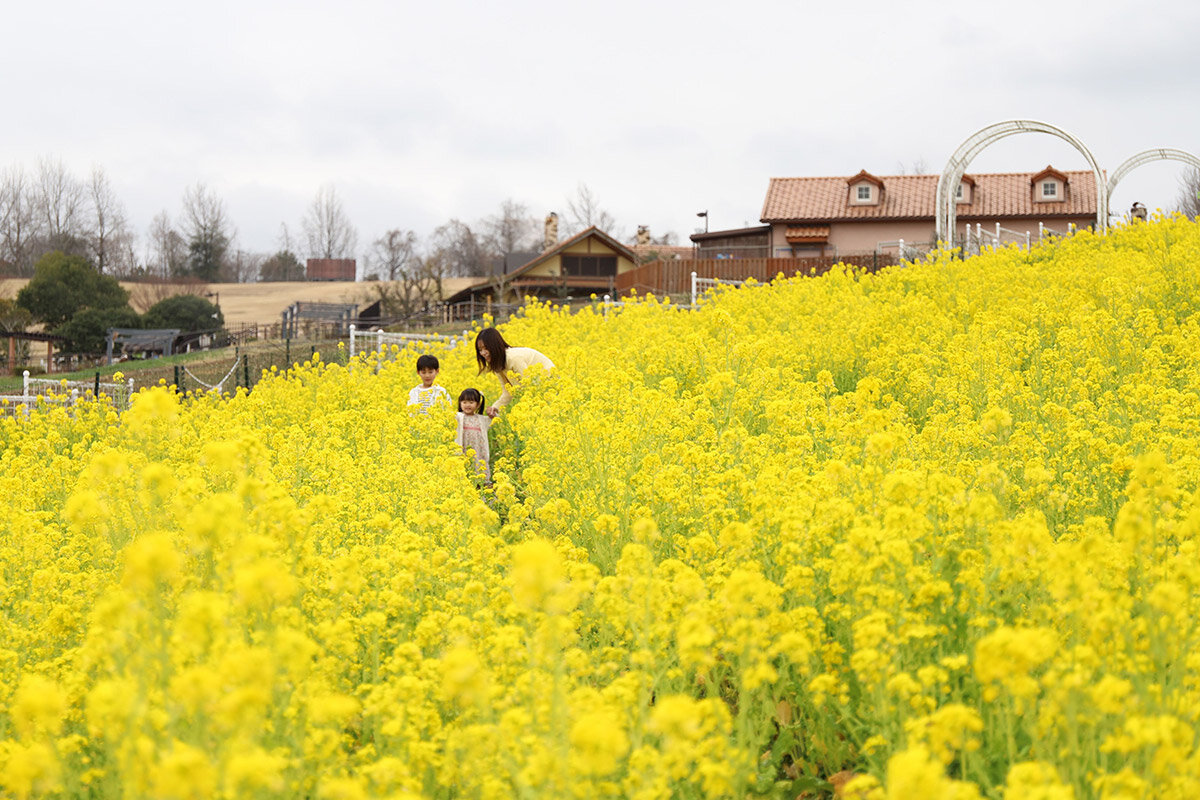 「堺・緑のミュージアム ハーベストの丘」（堺市南区）の菜の花畑（2025年・満開時）