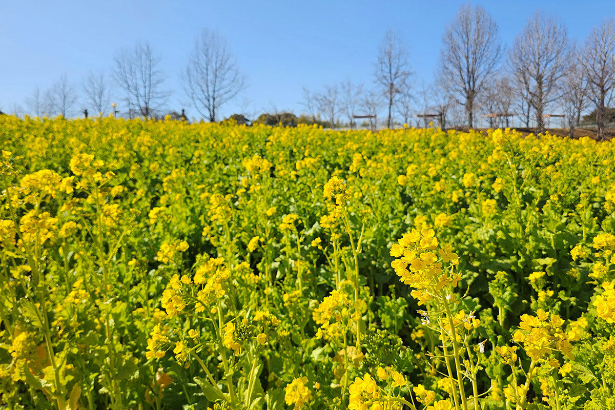 2026年2月17日（火）、見頃を迎えた「堺・緑のミュージアム ハーベストの丘」（堺市南区）の「菜の花」