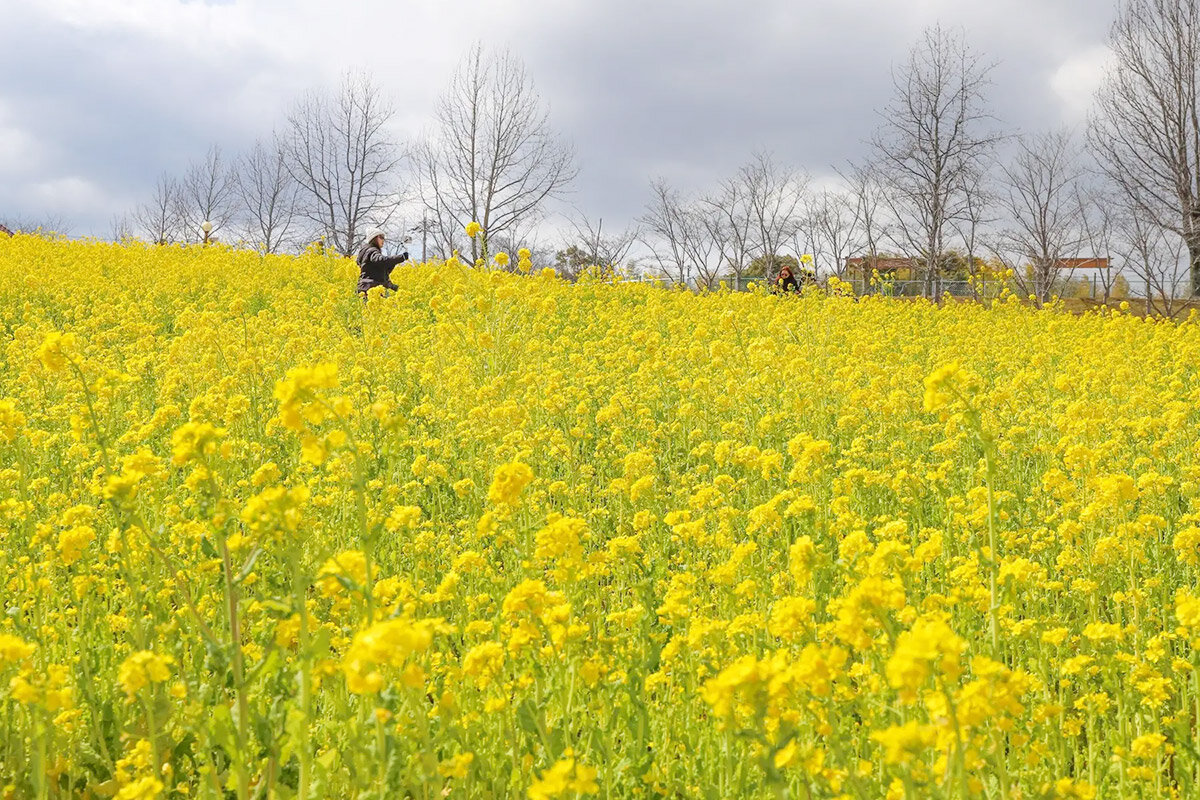 一面が鮮やかな黄色に染まる花畑の中に入って撮影もOKです