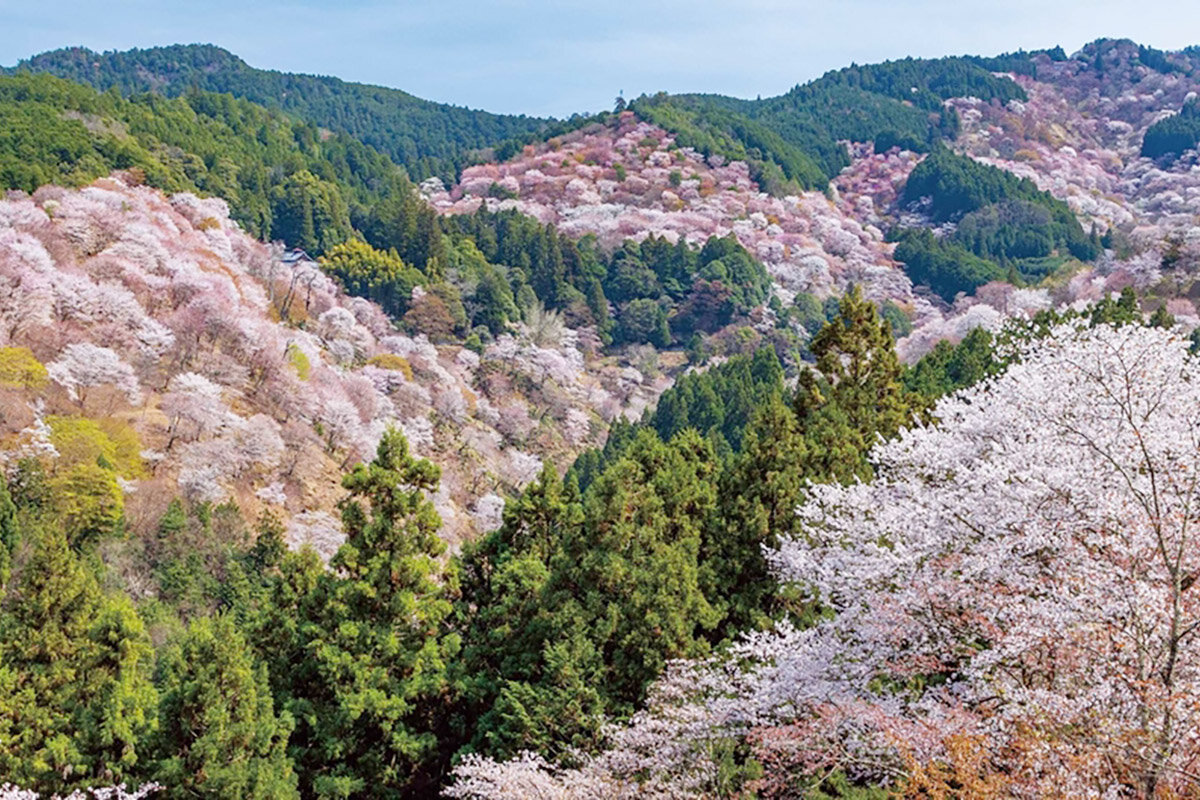 3万本の山桜が尾根から谷へと続く、奈良・吉野山の桜