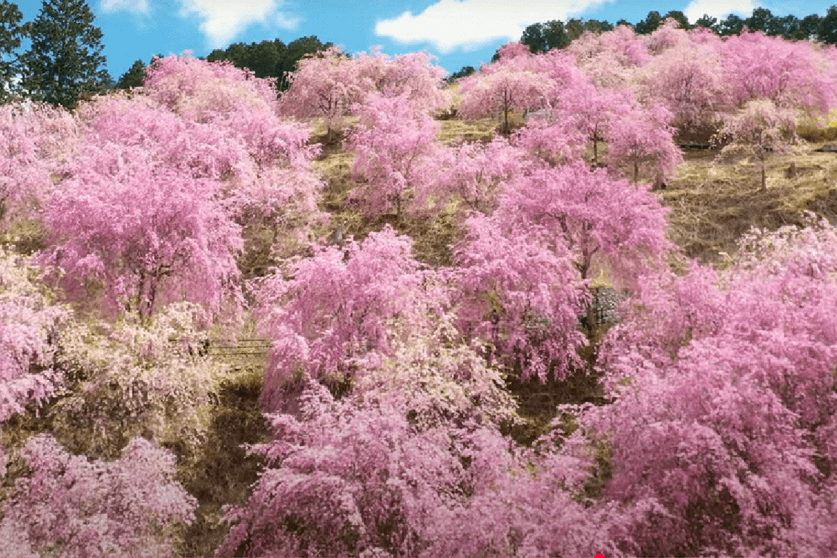 約1,000本のしだれ桜が楽しめる「高見の郷」（奈良県東吉野村）