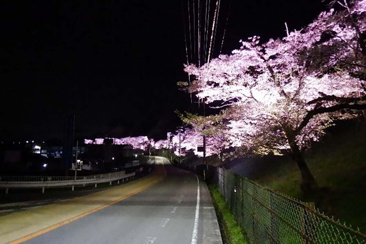 2024年に実施時の桜専用LEDによる桜並木のライトアップ