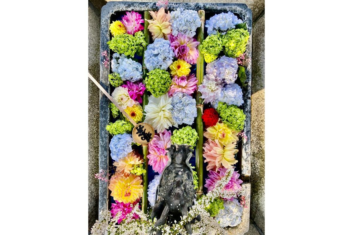 「柳谷観音 楊谷寺」（京都府長岡京市）の紫陽花が浮かべた花手水のように華やかな演目が、『都をどり』で披露されます