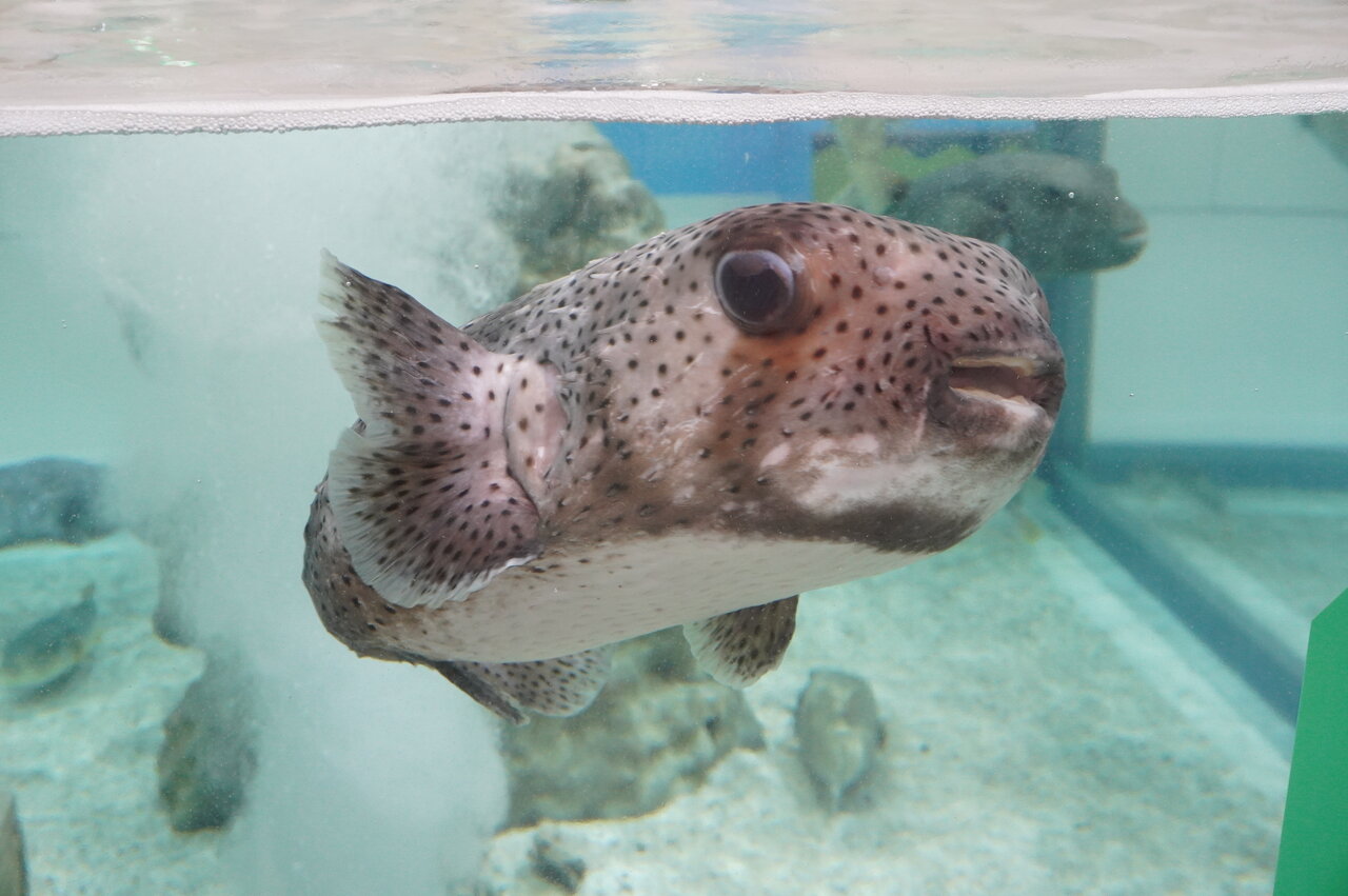 毒に関する生き物を間近で観察できる