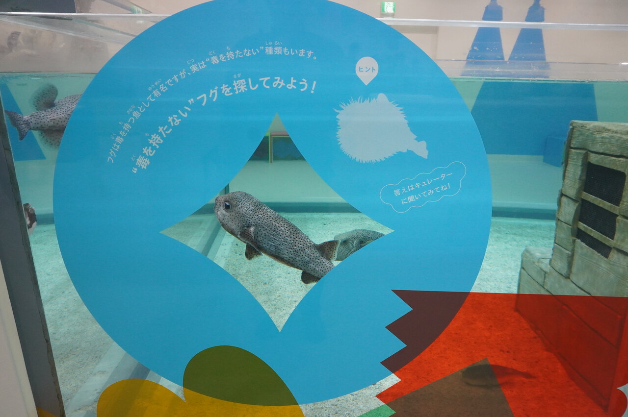 水槽のサイドにはヒントも（ニフレル、大阪府吹田市）