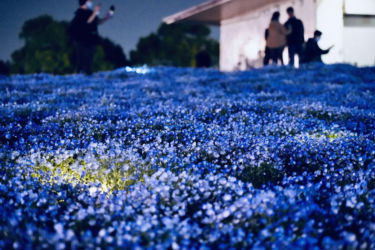 光に照らされた幻想的なネモフィラの景色が楽しめるナイター営業を初開催