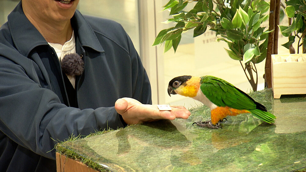 『フットマップ』（4月18日OA）