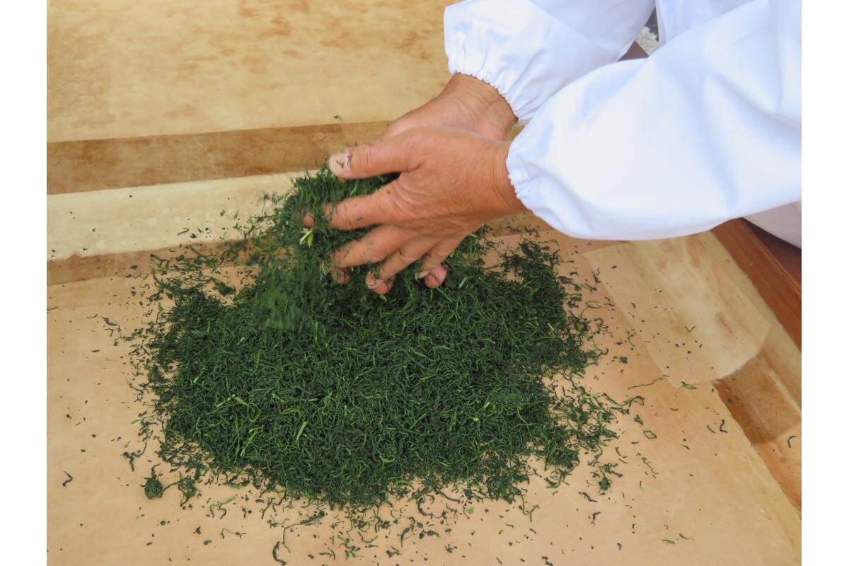 手もみの技法のお茶づくり体験「山本園」（滋賀県甲賀市）