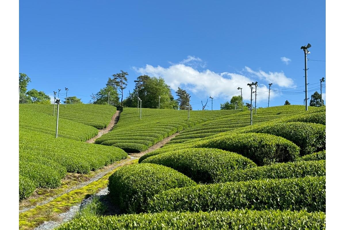 朝宮茶園の素晴らしい景色も望めます「山本園」（滋賀県甲賀市）