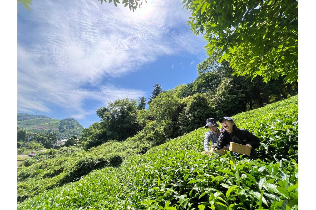鮮やかでみずみずしいグリーンに癒されます「和束家」（京都府和束町）