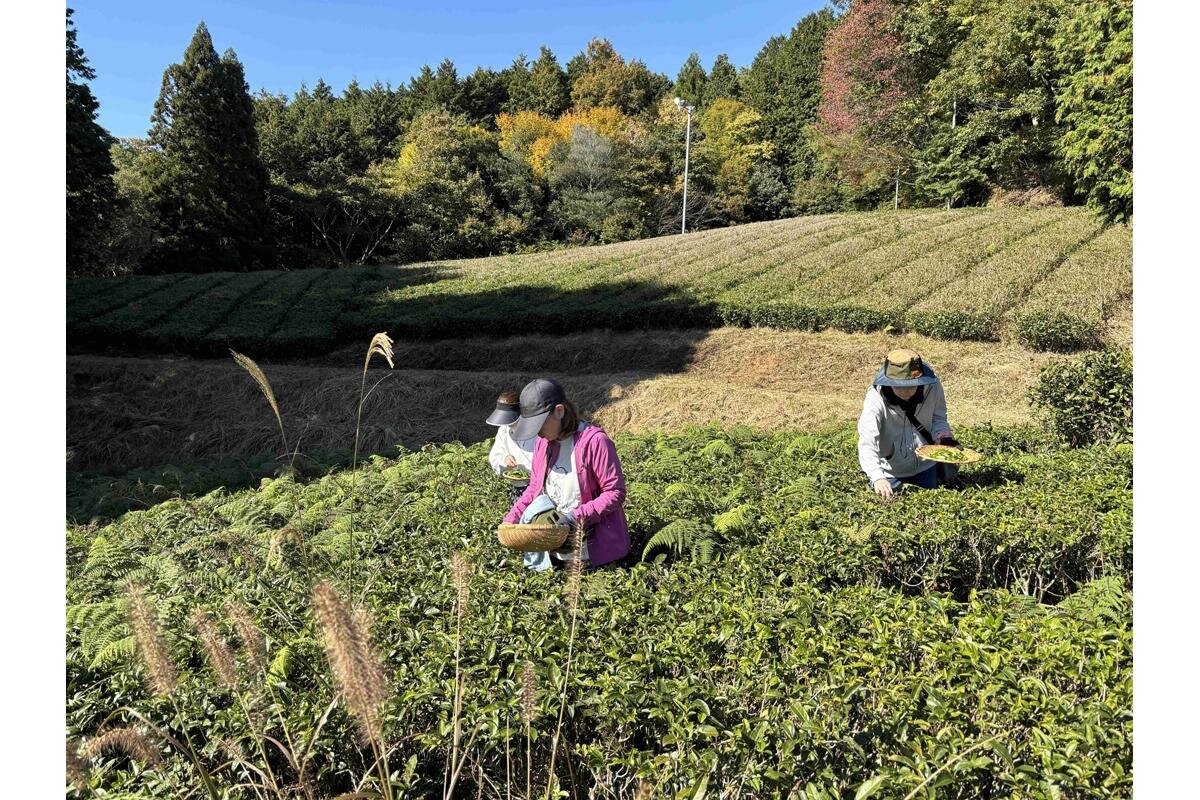 長袖・長ズボン、動きやすい服装で茶摘みを楽しみましょう「Natural Green Light」（奈良市中貫町）