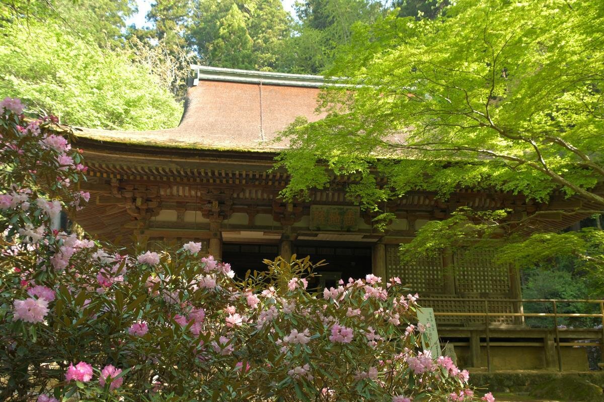 新緑とシャクナゲが美しい「室生寺」の本堂（奈良県宇陀市）
