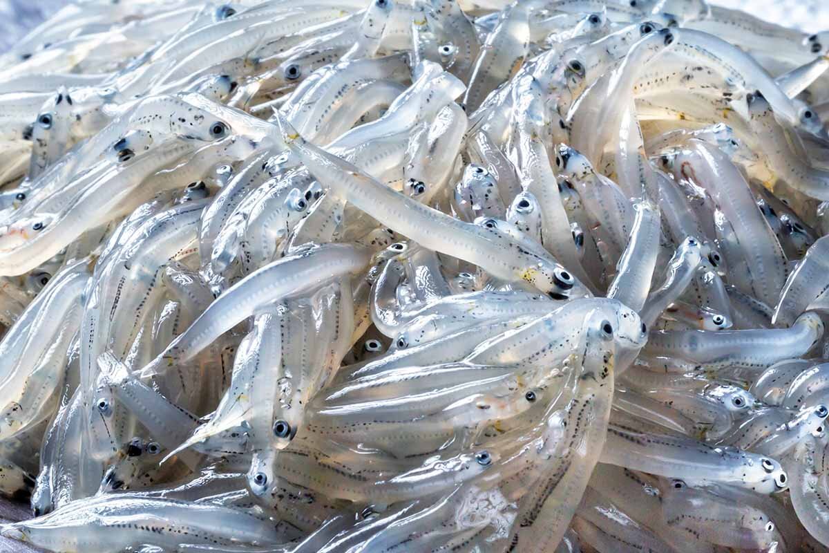 明石海峡の急流が育てる“海の宝石”生しらす