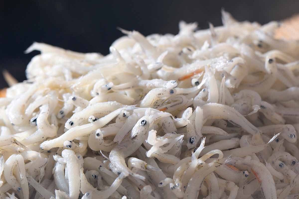 ふっくらとした淡路産釜揚げしらす