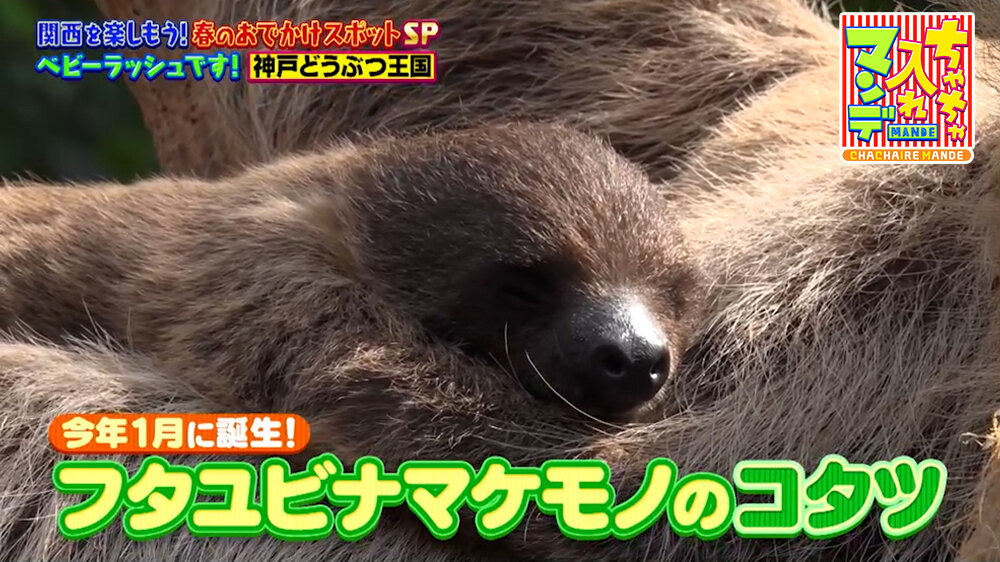 『ちゃちゃ入れマンデー』（4月28日OA）フタユビナマケモノの赤ちゃん