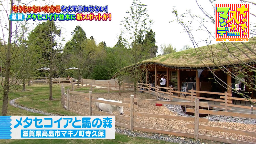 『ちゃちゃ入れマンデー』（5月5日OA）メタセコイアと馬の森
