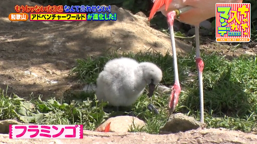 『ちゃちゃ入れマンデー』（5月5日OA）フラミンゴの赤ちゃん