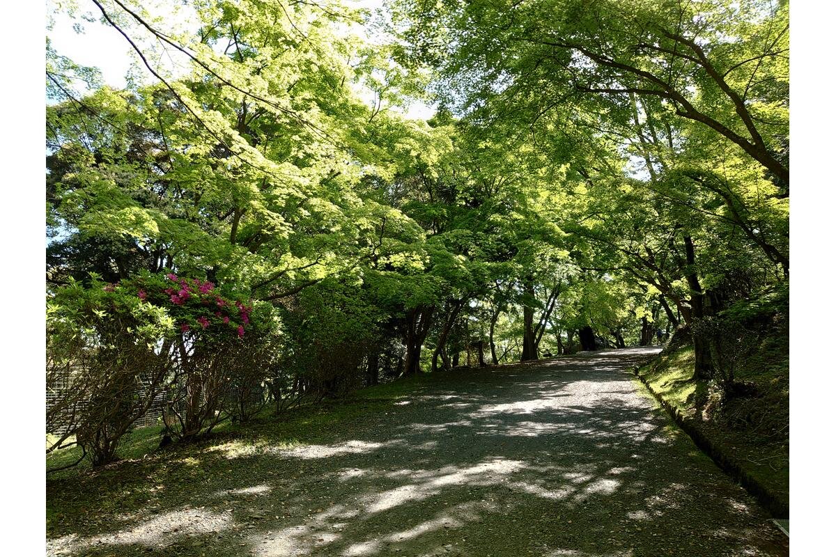 約100メートルの青もみじのトンネル「三井寺」（滋賀県大津市）