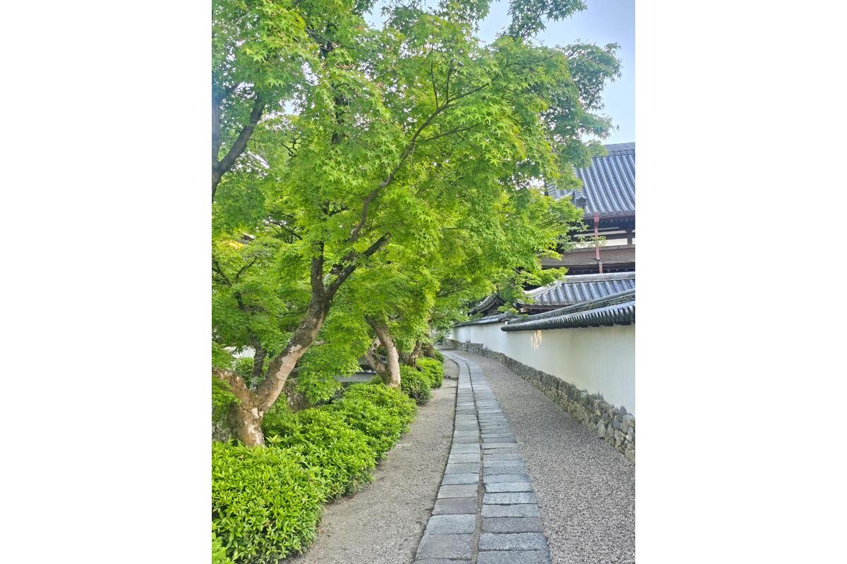 天野街道の新緑もおすすめ「天野山　金剛寺」（大阪府河内長野市）