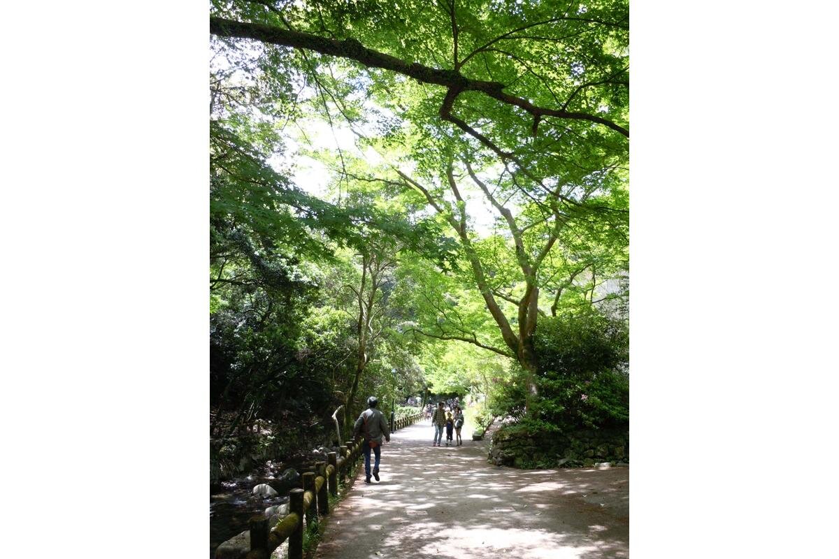 新緑の中、遊歩道を箕面大滝までハイキング（箕面公園管理事務所撮影）（大阪府箕面市）
