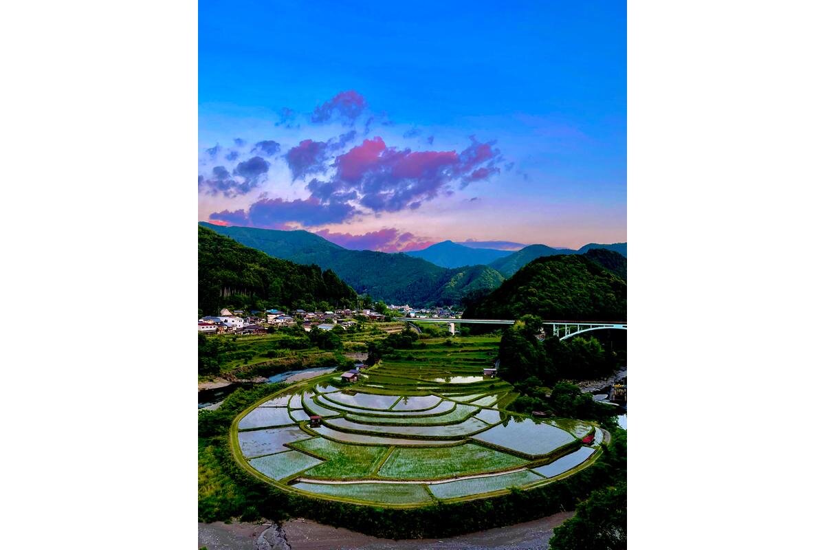 水田に緑が増えてきた頃「あらぎ島」（和歌山県有田川町）