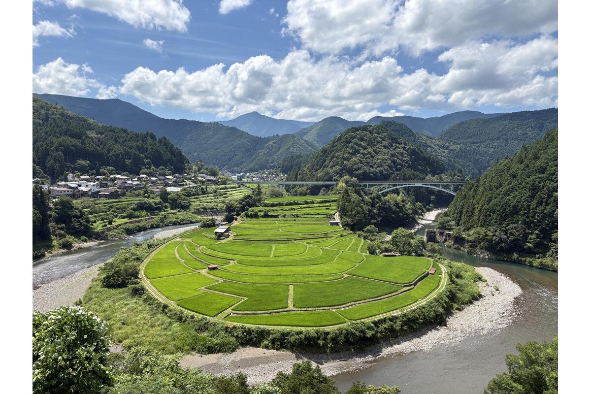 緑の絨毯の頃「あらぎ島」（和歌山県有田川町）