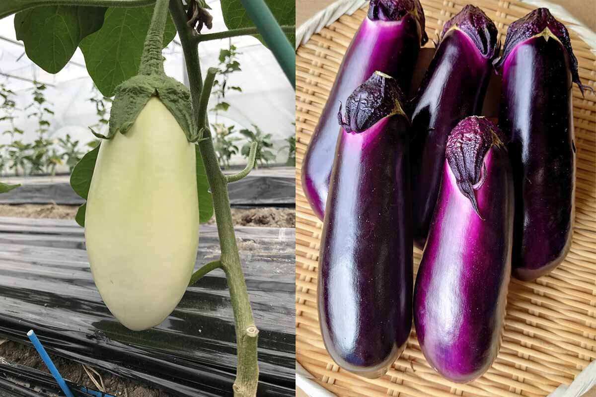 左から皮は柔らかく、果肉はみずみずしい「大阪産トルコなす」、色鮮やかな中長なすの「大阪産千両なす」