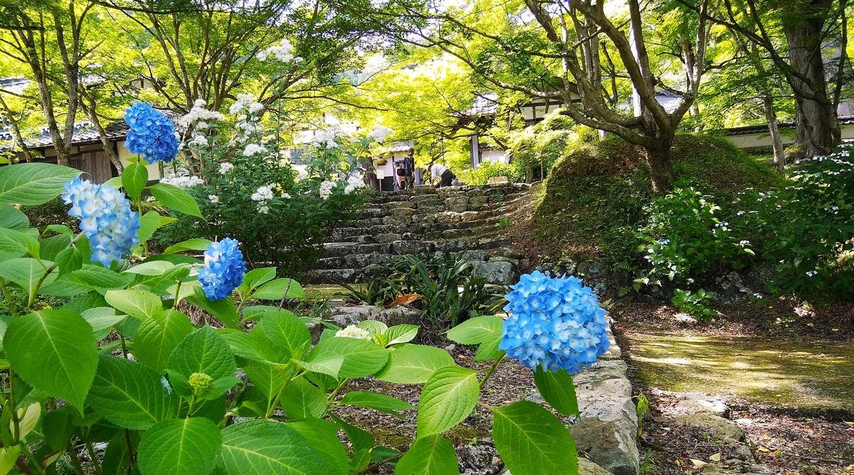 参道全体が青もみじのトンネルに「永谷山 円通寺」（兵庫県丹波市）