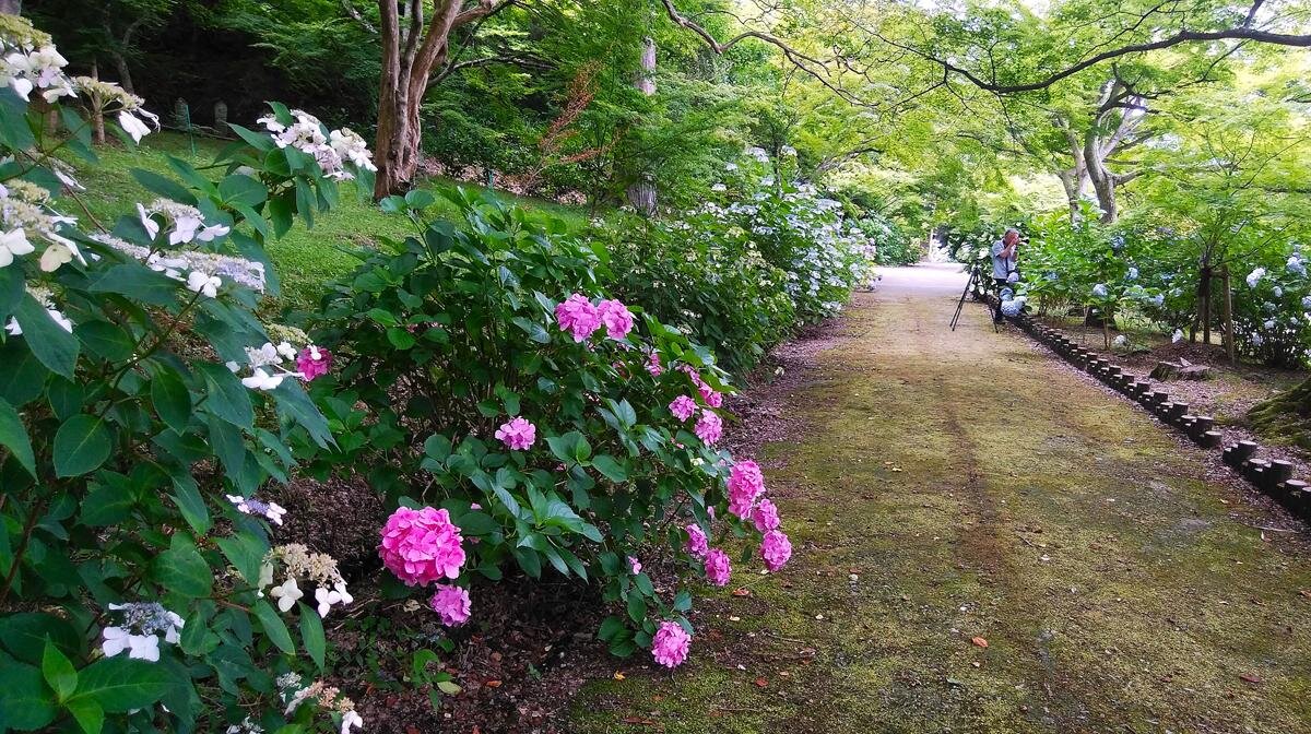 6月中旬ごろからは紫陽花も楽しめます「永谷山 円通寺」（兵庫県丹波市）