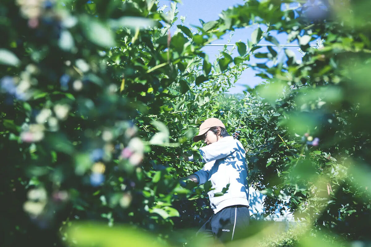 摘みたての香りと甘さをその場で味わう『夏のブルーベリー狩り』（奈良県五條市）