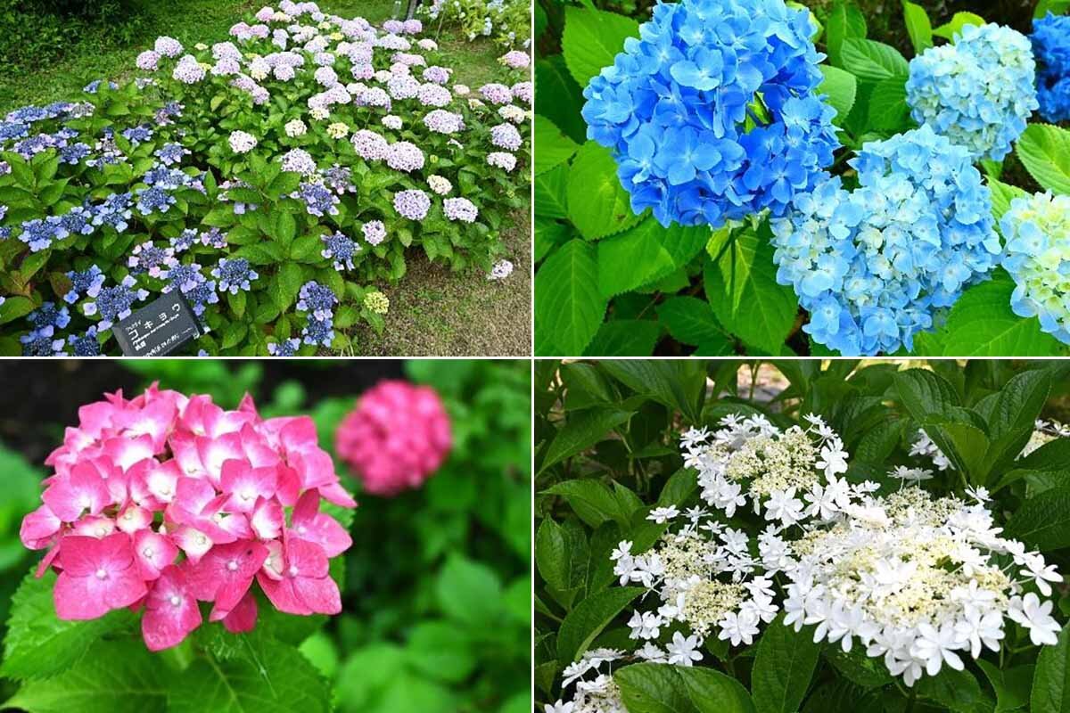 「あじさいの森」のアジサイの様子