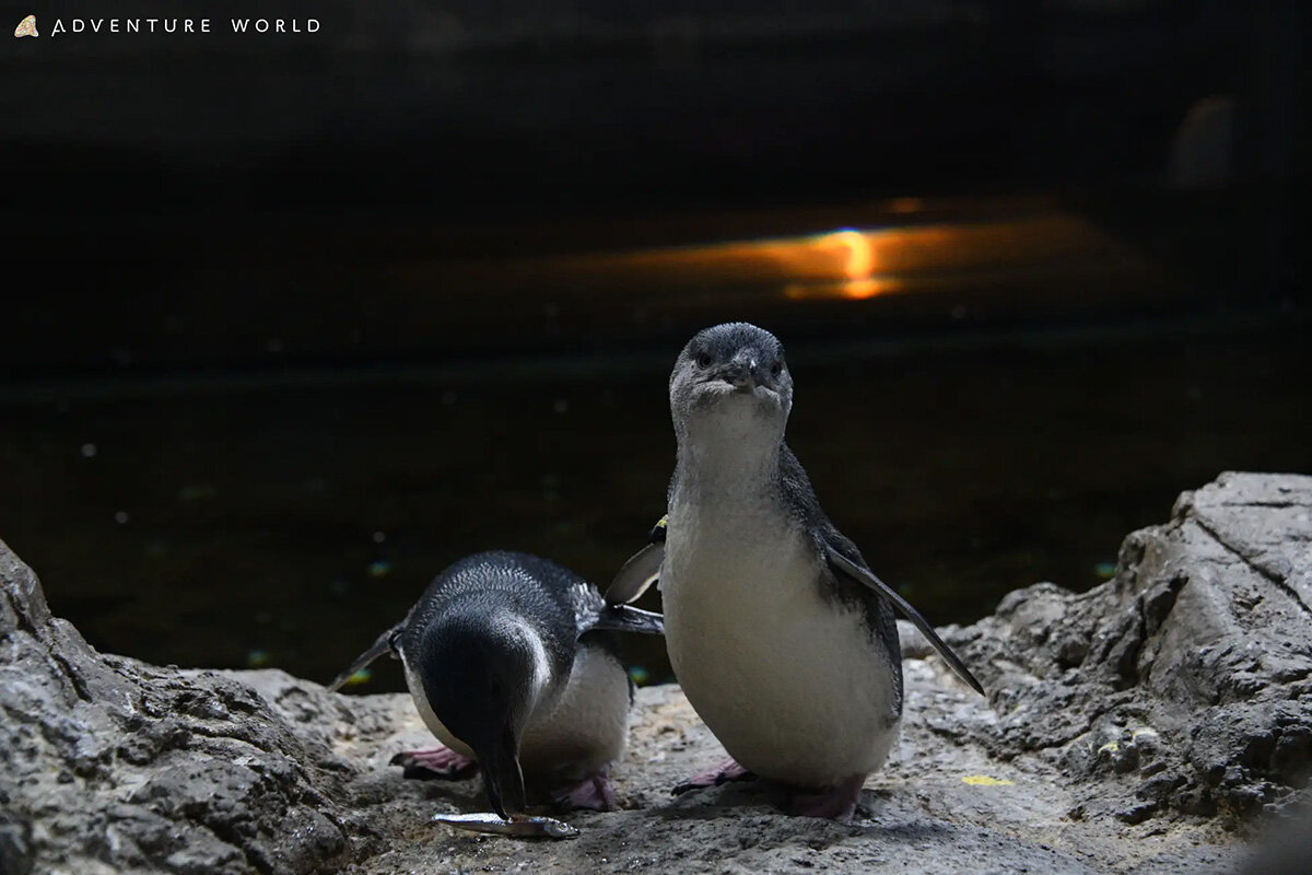 体長30〜45cm、体重およそ1kgという、世界最小の種類の「コガタペンギン」