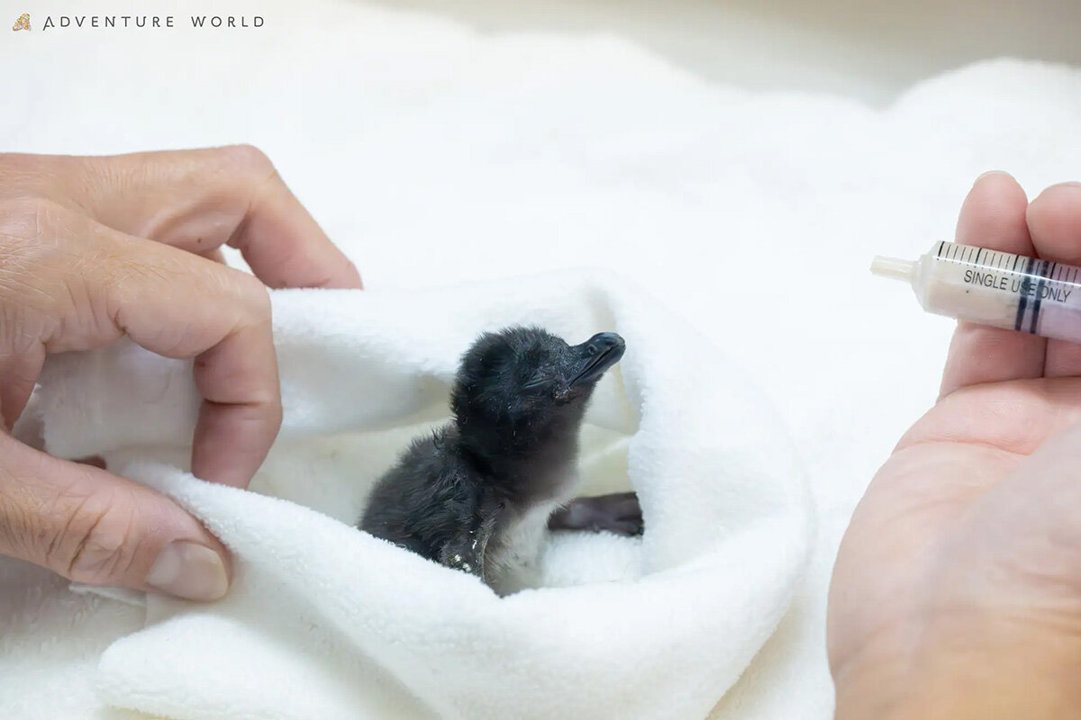 和歌山「アドベンチャーワールド」に誕生したコガタペンギンの赤ちゃん、性別は不明で1年後をめどにDNAによる雌雄判定が行われる予定