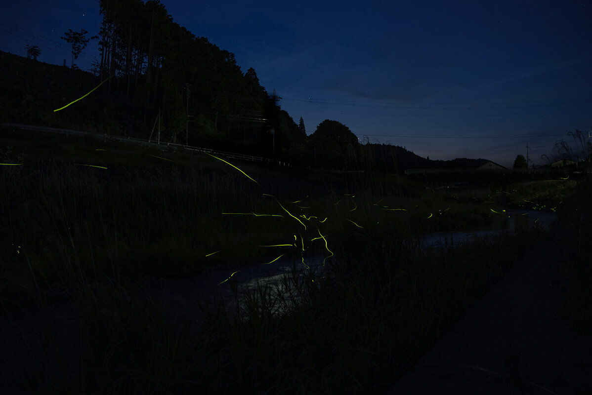 「京北ホタル観賞ツアー」ではその時期ホタルがよく飛んでいる場所に案内してもらえます（京都市右京区）