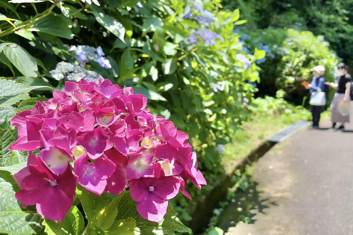 「大阪府民の森・ぬかた園地」（大阪府東大阪市）で鮮やかに咲き誇るあじさい