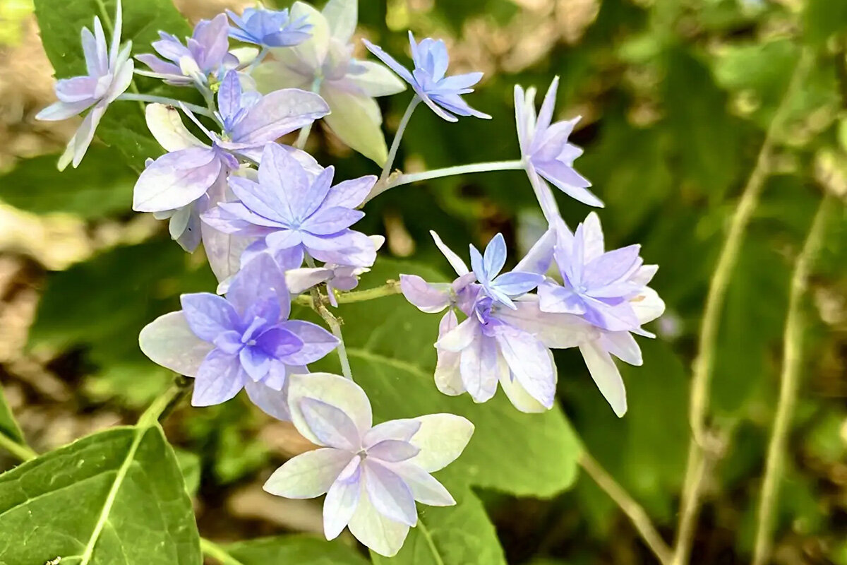 “幻のあじさい”と言われる貴重な品種「七段花（シチダンカ）」
