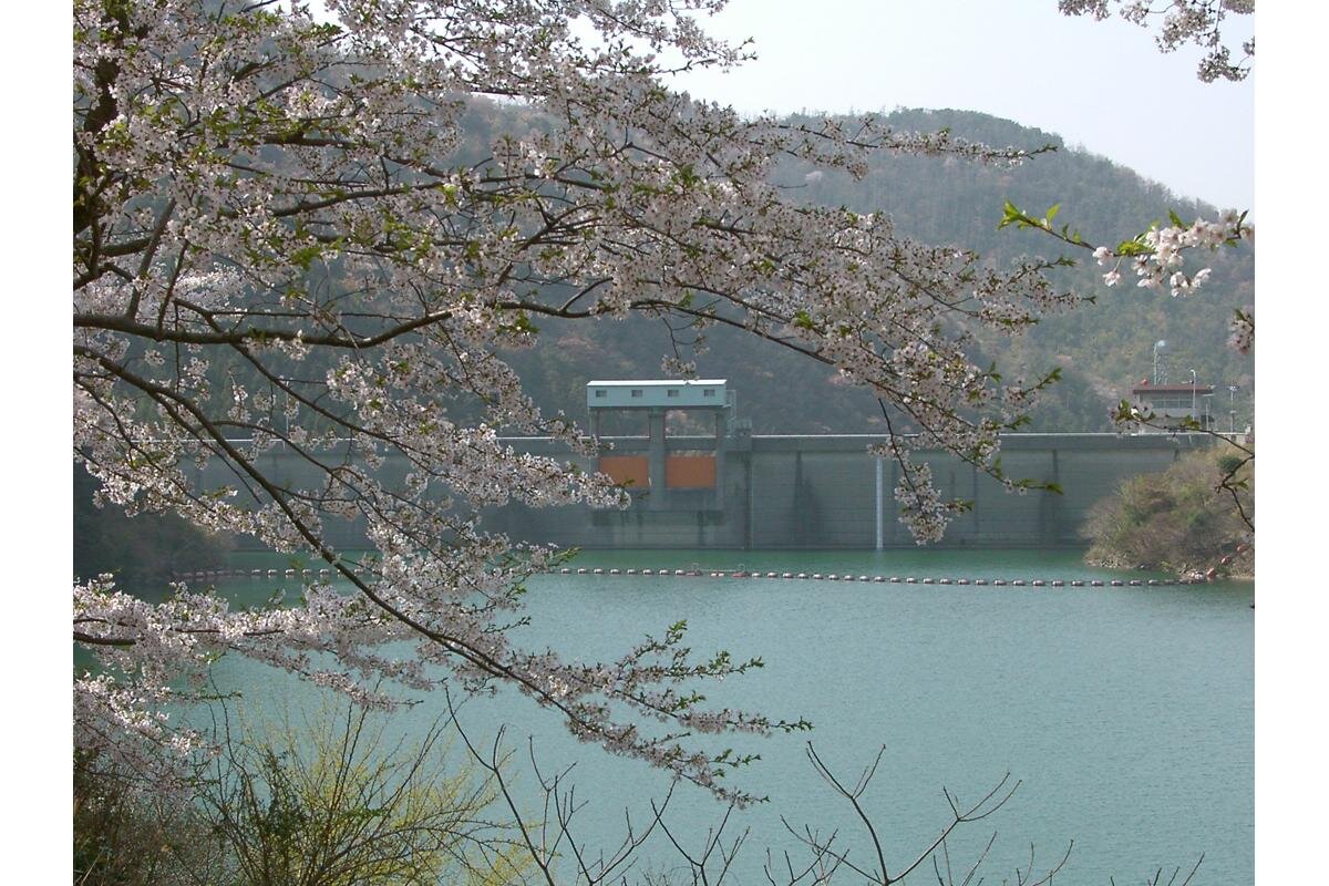 桜の名所としても知られる「諭鶴羽ダム」（兵庫県南あわじ市）