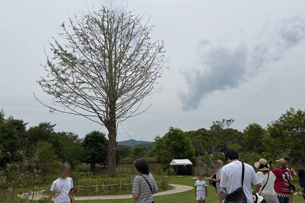 移植されたイチョウの木をひと目見ようと多くの人が足を運びます（泉佐野丘陵緑地・2026年6月）
