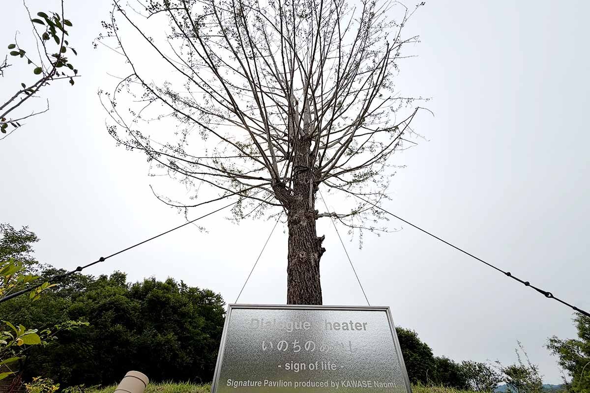 大阪・関西万博の夢洲会場から移植されたイチョウの木（泉佐野丘陵緑地・2026年6月）