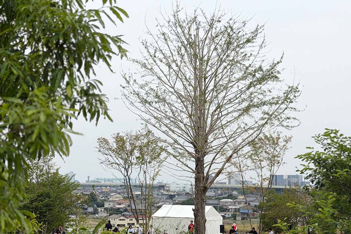 夢洲会場から移植されたイチョウの木は、見晴らしの良い丘の上で大阪湾を望みます（泉佐野丘陵緑地・2026年6月）